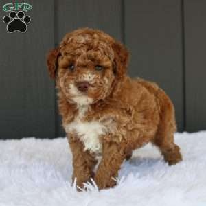 Archie, Miniature Poodle Puppy